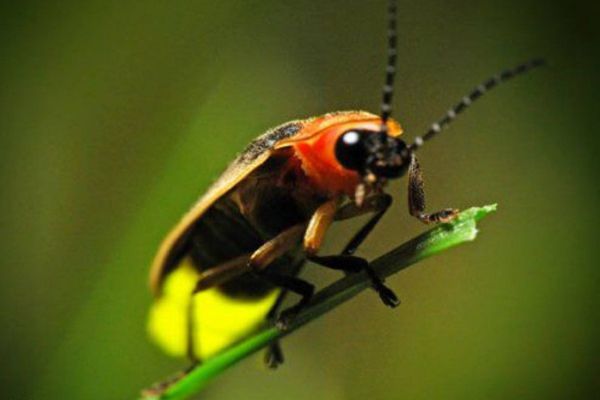 螢火蟲為什么會(huì)發(fā)光,螢火蟲發(fā)光的原理