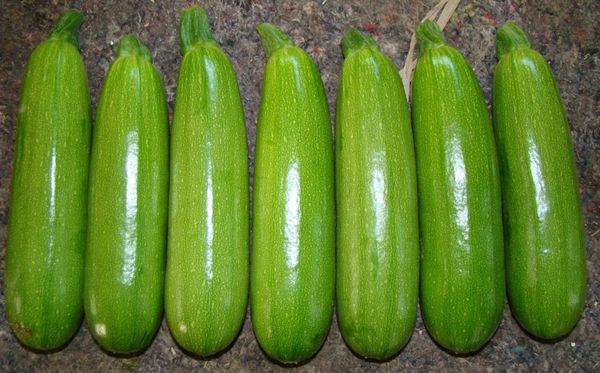 為什么沒(méi)有北瓜,北瓜是什么瓜