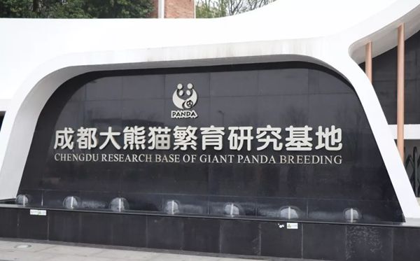 大熊貓為什么被視為中國的國寶