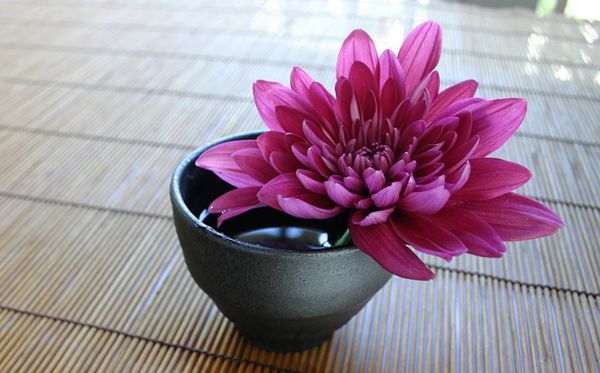 菊花的花語(yǔ)是什么,菊花的花語(yǔ)大全