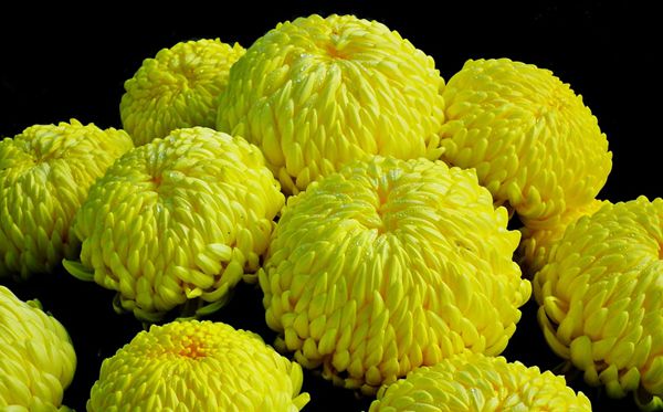 菊花的花語(yǔ)是什么,菊花的花語(yǔ)大全