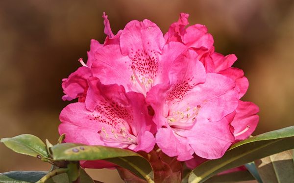 杜鵑花的花語是什么,杜鵑花花語大全