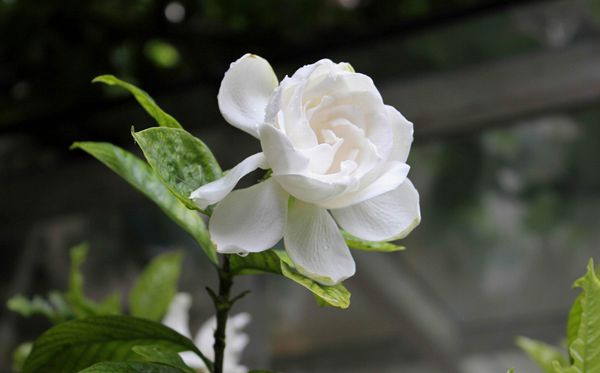 梔子花的花語(yǔ)是什么,梔子花花語(yǔ)大全