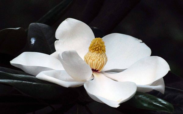 梔子花的花語(yǔ)是什么,梔子花花語(yǔ)大全