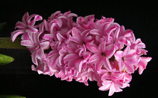 粉色的風(fēng)信子