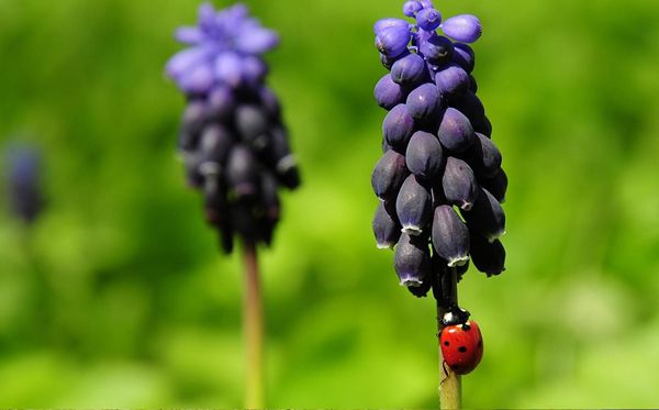 園藝用風(fēng)信子