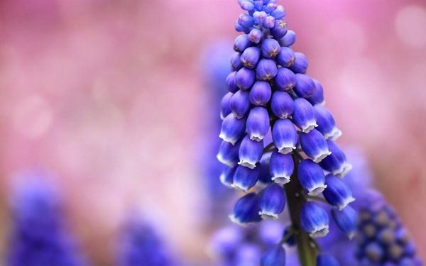 藍(lán)色的風(fēng)信子