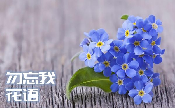 勿忘我的花語是什么,勿忘我的花語大全