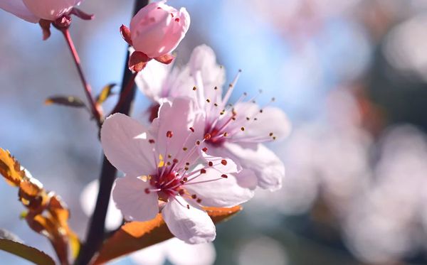 幸福、和睦