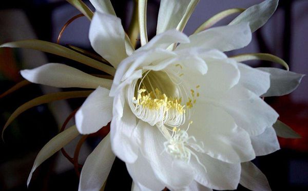 曇花的花語是什么,曇花花語大全