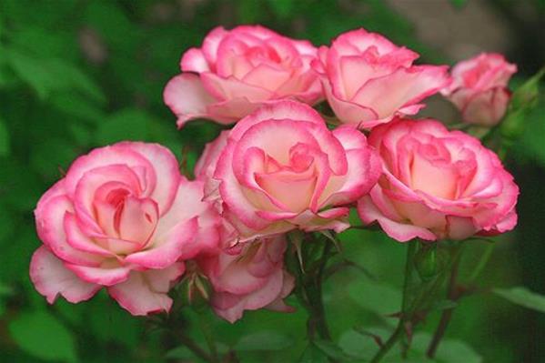 粉紅色月季花