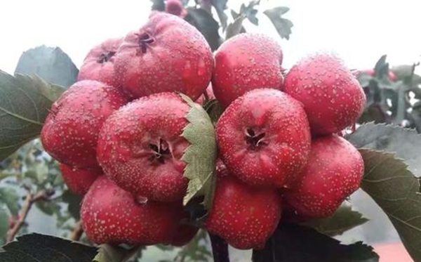 臨朐怎么讀,臨朐的讀音是什么,臨朐屬于哪個(gè)市