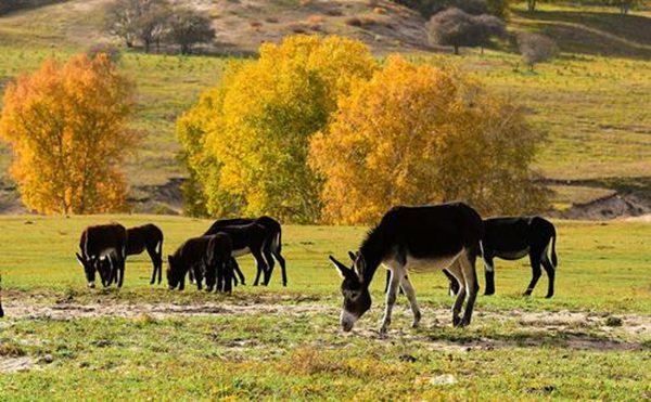 東阿怎么讀,東阿的拼音是什么,阿膠的作用與功效？