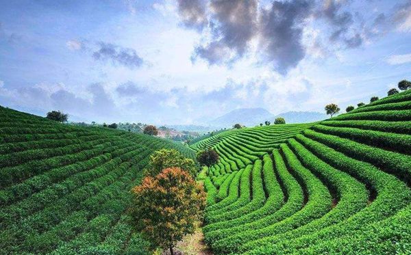 茶樹為什么生南不生北,全國茶葉產(chǎn)區(qū)分布圖一覽