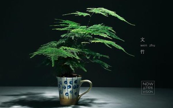 為什么家里不能養(yǎng)文竹,家里養(yǎng)文竹有什么好處