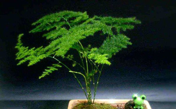 為什么家里不能養(yǎng)文竹,家里養(yǎng)文竹有什么好處