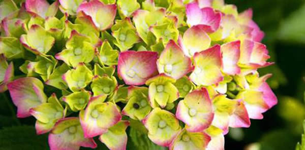 八仙花花語(yǔ)