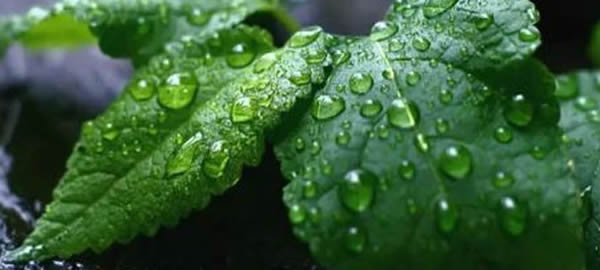 薄荷的花語(yǔ)