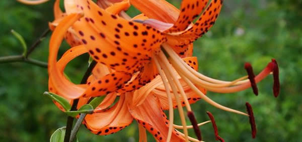 卷丹的花語(yǔ)