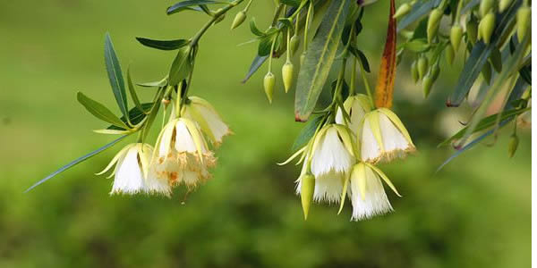 杜英花的花語(yǔ)