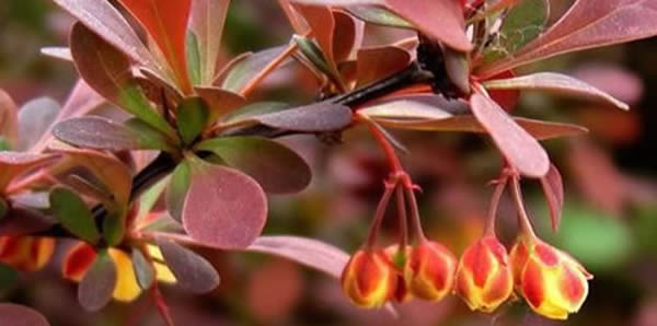 紫葉小檗的花語(yǔ)