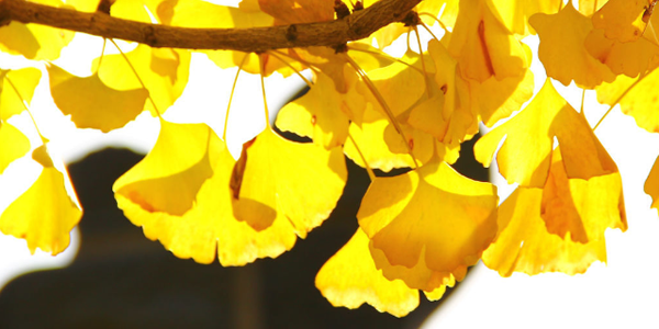 銀杏樹的寓意和象征