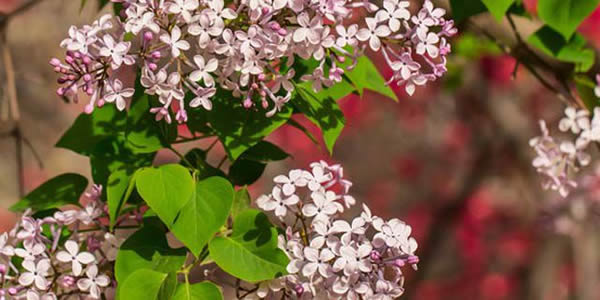 西府海棠的花語(yǔ)