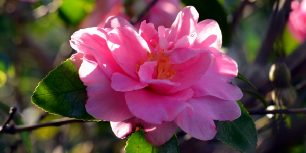 茶梅的花語(yǔ)