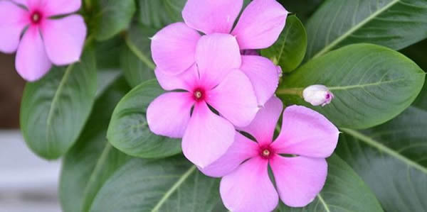 長(zhǎng)春蔓的花語(yǔ)