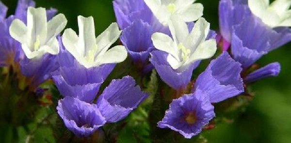 補(bǔ)血草的花語(yǔ)