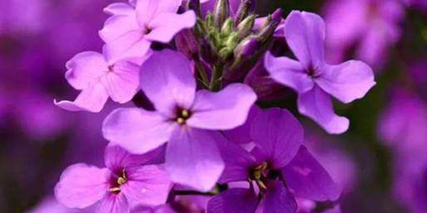 藍(lán)香芥的花語