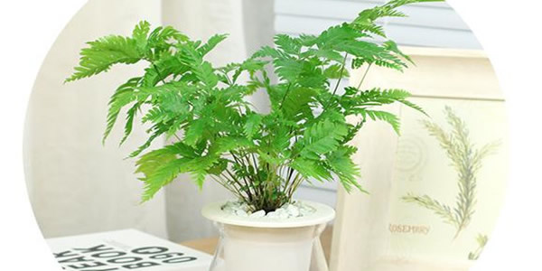 狼尾蕨的花語(yǔ)