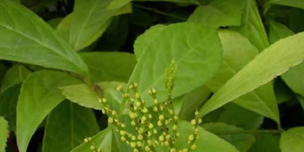 金粟蘭的花語(yǔ)