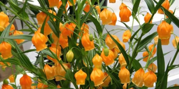 宮燈百合的花語(yǔ)