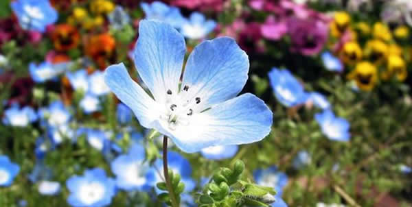 幌菊的花語(yǔ)