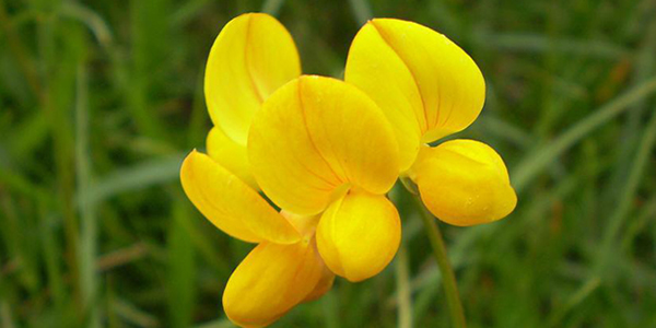 百脈根的花語(yǔ)