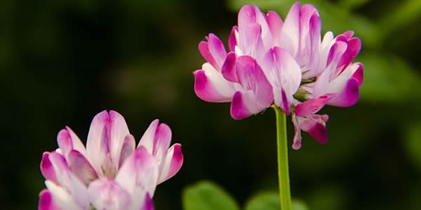 紫云英的花語(yǔ)