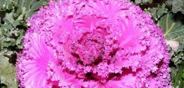 羽衣甘藍的花語