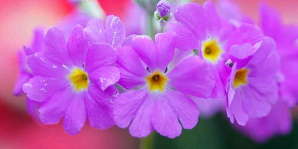 四季櫻草的花語