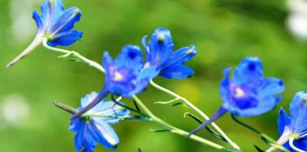 翠雀的花語(yǔ)