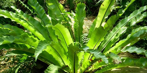 鳥(niǎo)巢蕨的花語(yǔ)