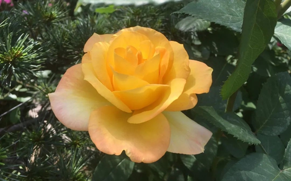 月季的花語,月季的寓意和象征是什么