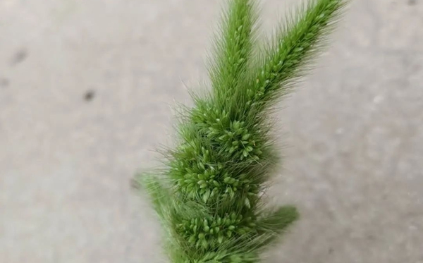 狗尾巴草的花語(yǔ)和寓意是什么