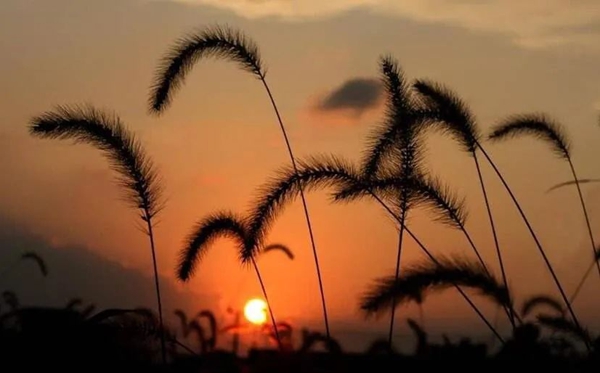 狗尾巴草的花語(yǔ)和寓意是什么