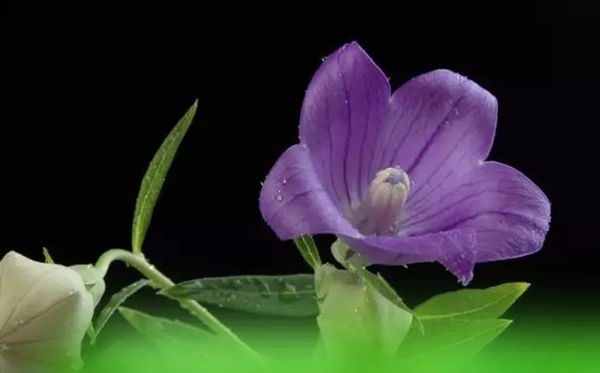 桔?；ǖ幕ㄕZ和寓意是什么