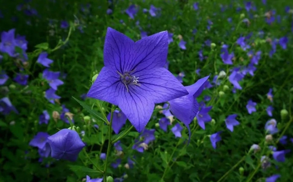 桔?；ǖ幕ㄕZ和寓意是什么