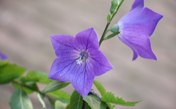 桔?；ǖ幕ㄕZ和寓意是什么