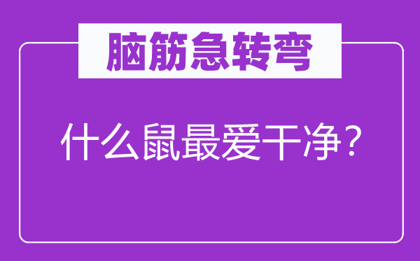 腦筋急轉(zhuǎn)彎：什么鼠最?lèi)?ài)干凈？