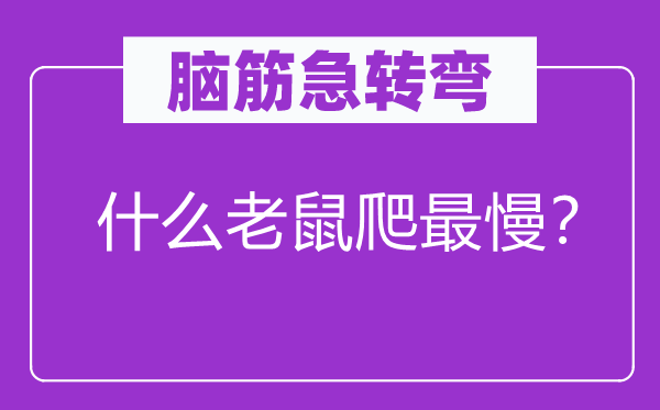 腦筋急轉(zhuǎn)彎：什么老鼠爬最慢？
