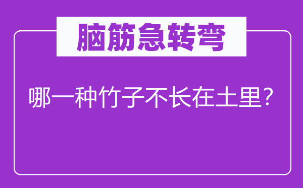 腦筋急轉(zhuǎn)彎：哪一種竹子不長(zhǎng)在土里？